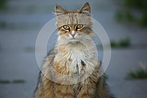 Red and ÃÂute cat with the white fluffy chest dicky photo